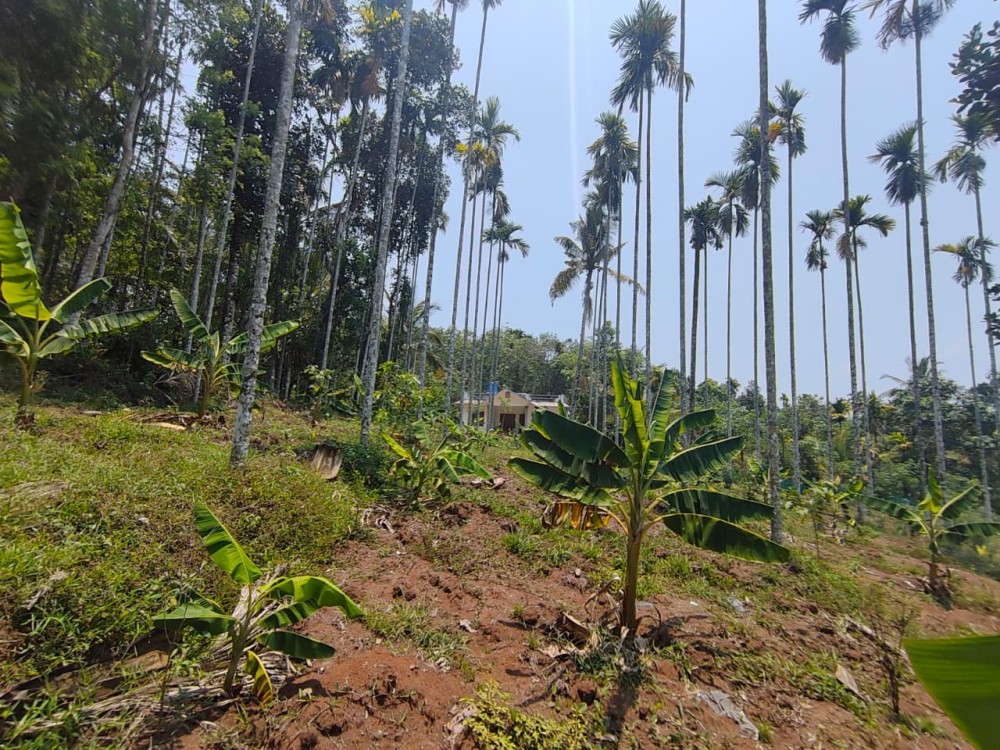 Farmhouse/ Homestay Land in Pulpally, Wayanad