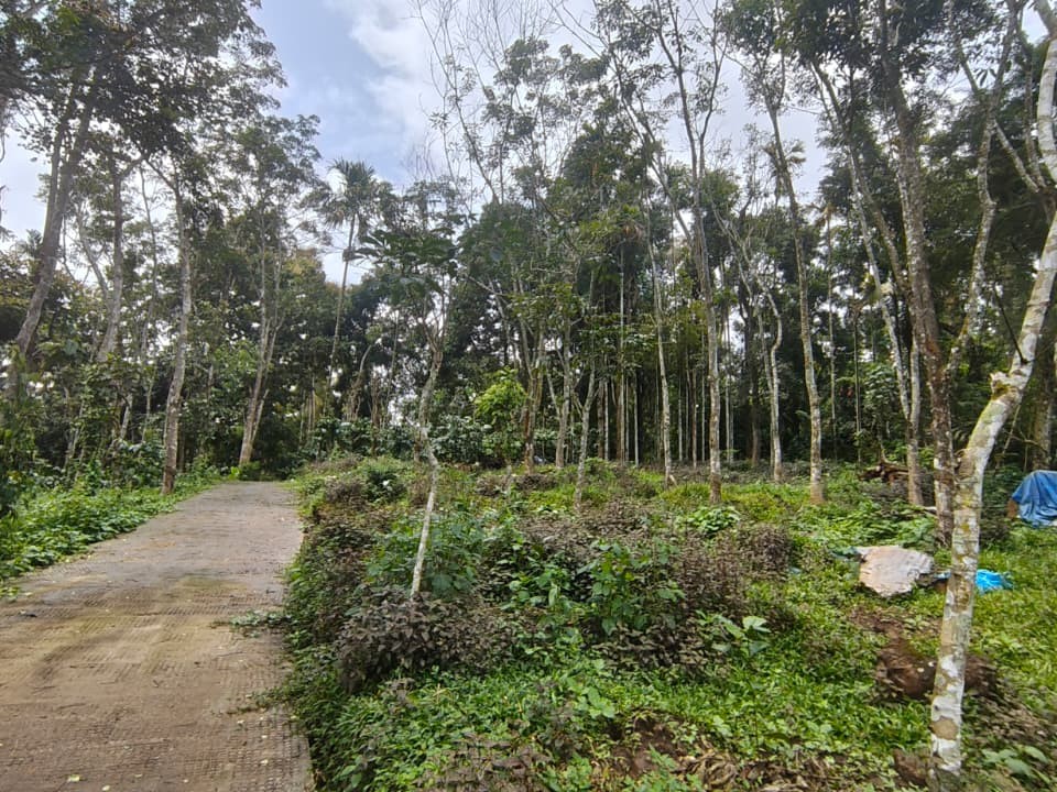 1 Acre Land for Sale in Kenichira, Wayanad