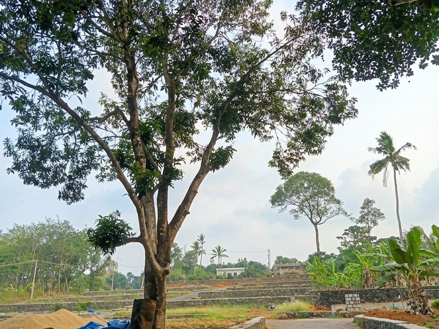 HOUSE PLOTS FOR SALE IN ERUVELY, NEAR CHOTTANIKKARA, ERNAKULAM