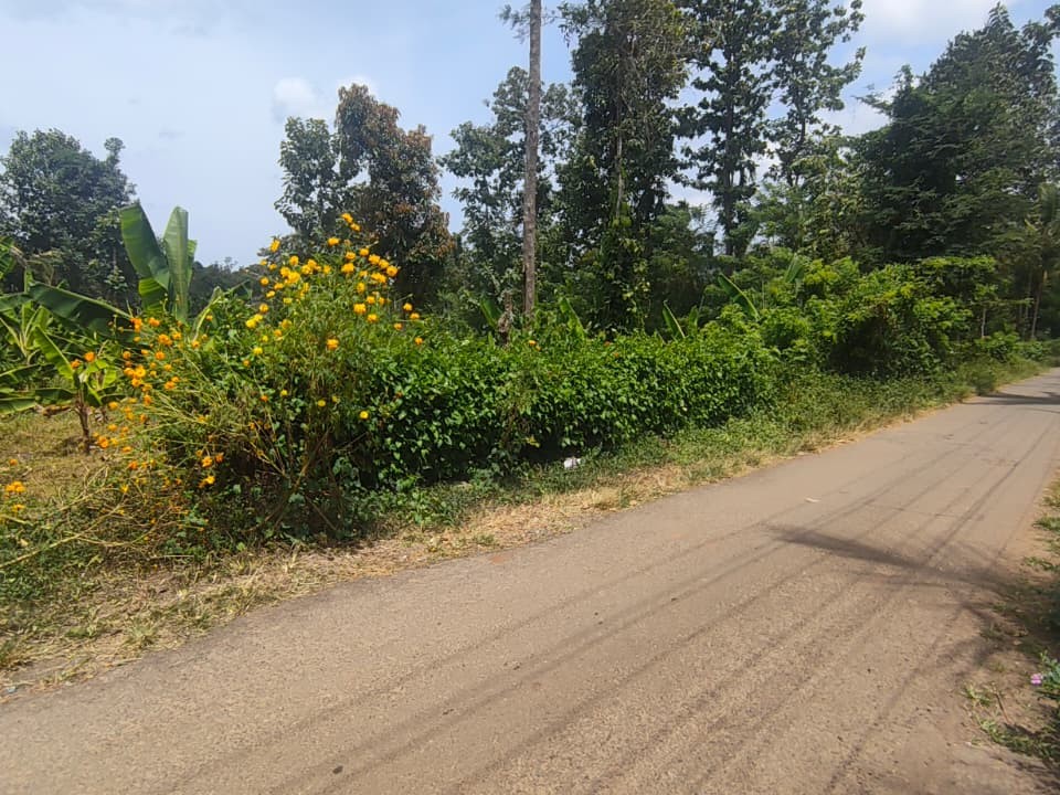 Land for Sale in Pulpally, Wayanad 