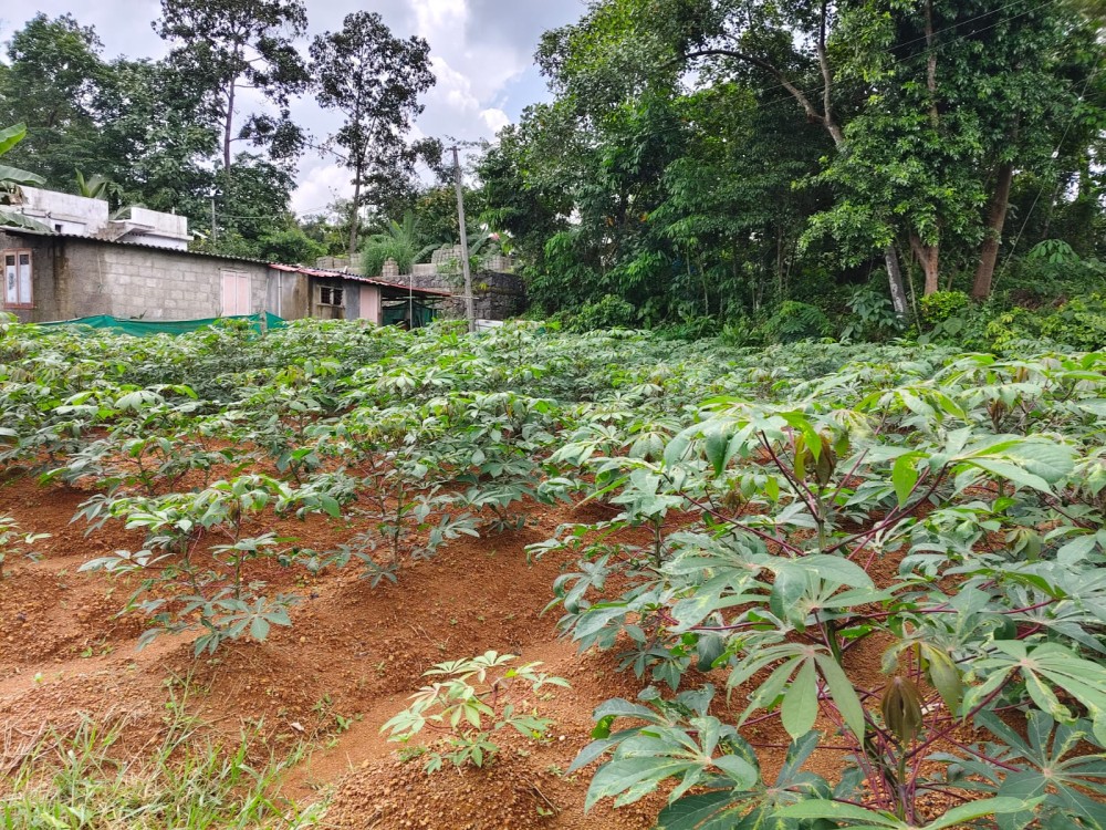 HOUSE PLOTS FOR SALE IN KAKKANAD, ERNAKULAM