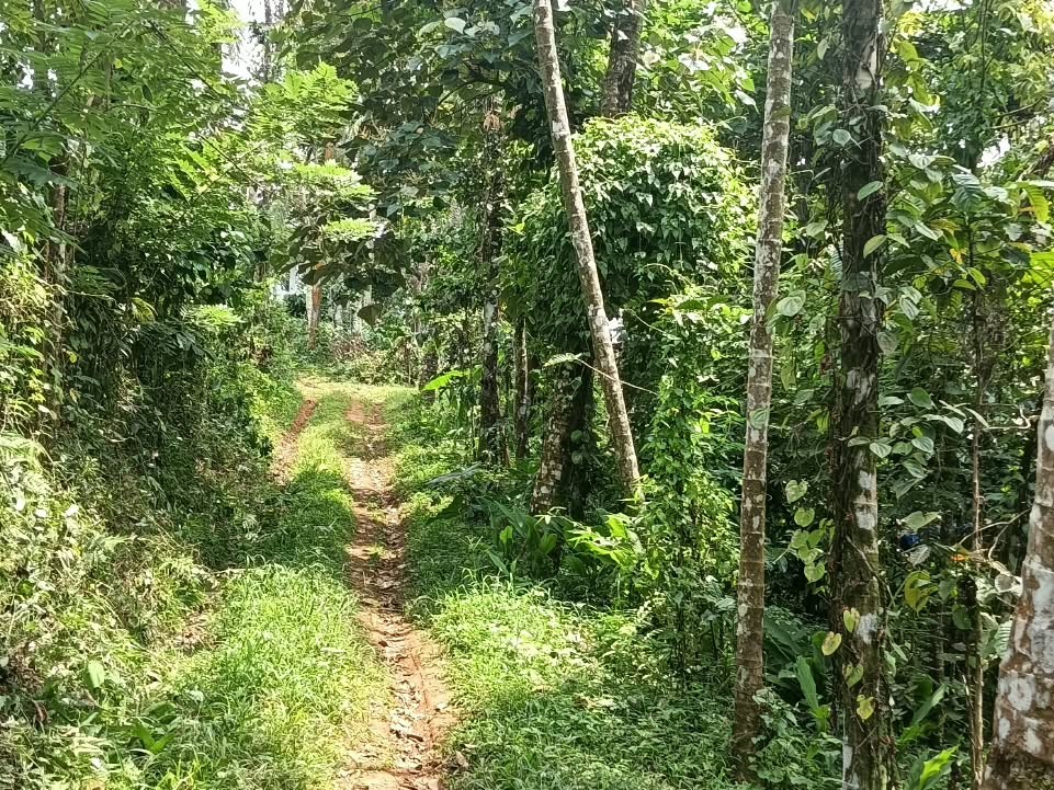 Premium Waterfront Property for Resort Project in Wayanad