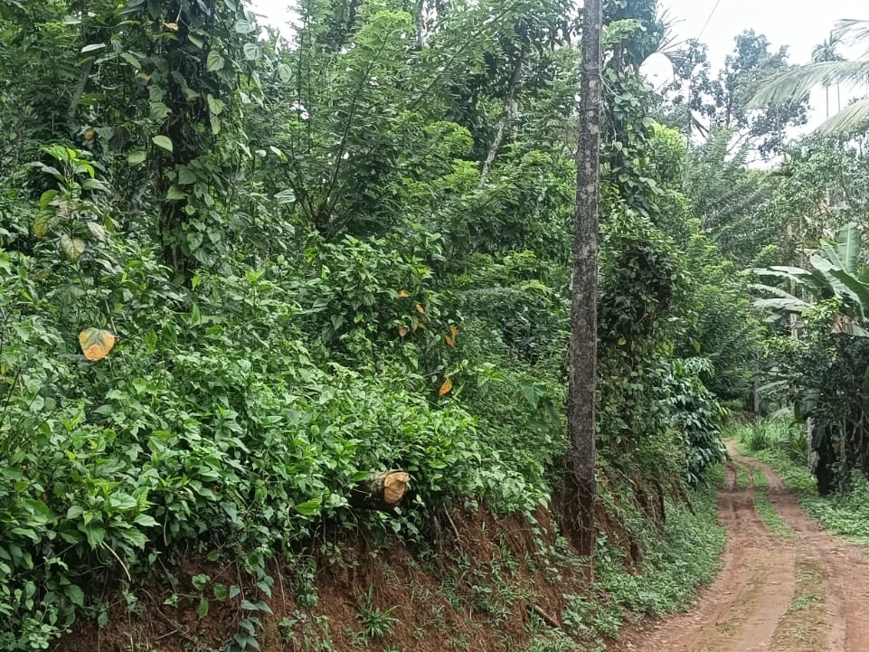 2.25 Acres of River-Frontage Land for Sale in Orappu, Mananthavady, Wayanad