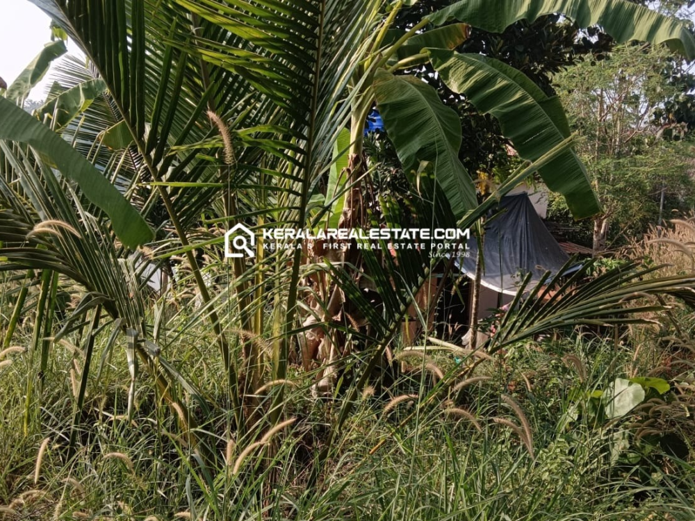 Land for Sale in Omanoor, Malappuram 