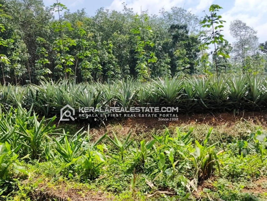 Prime Land for Sale in Kolencherry, Ernakulam 