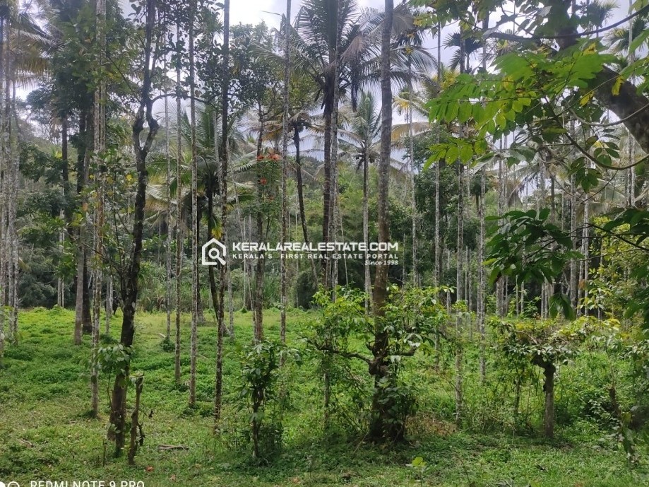 Riverside Land for Sale in Nadavayal, Wayanad 