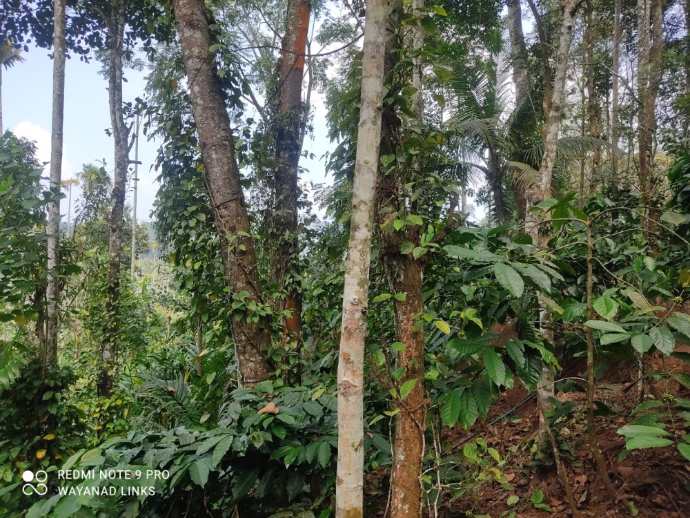 Scenic Estate for Sale in Nadavayal, Wayanad 