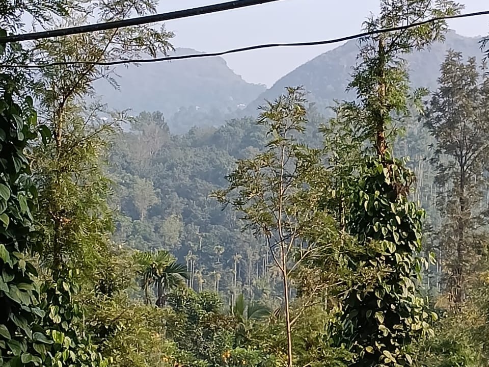 Scenic Land for Sale in Nellarachal, Ambalavayal, Wayanad