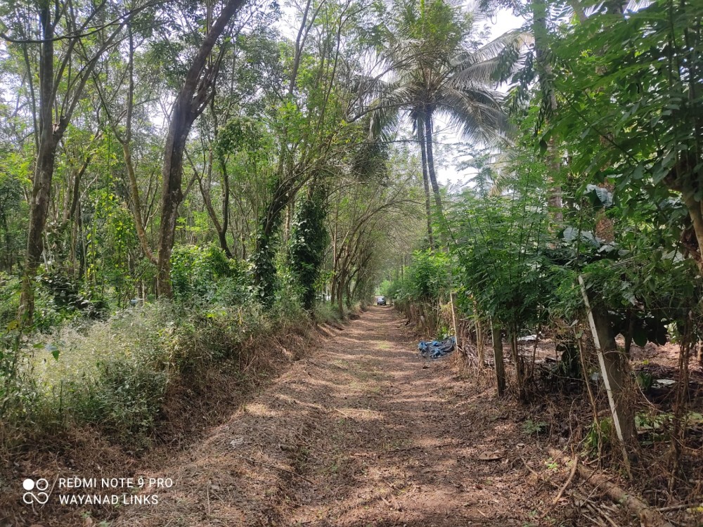 Land for Sale in Padichira, Wayanad