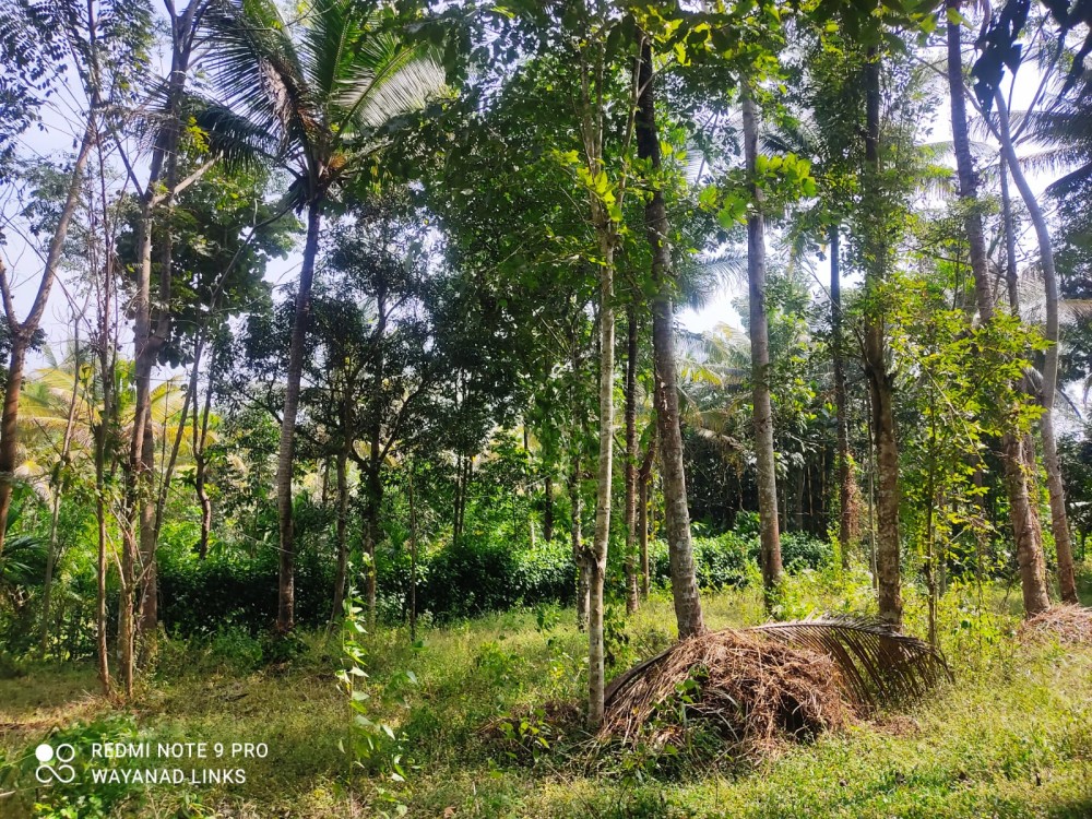 Land for Sale in Seethamount, Pulpally, Wayanad 