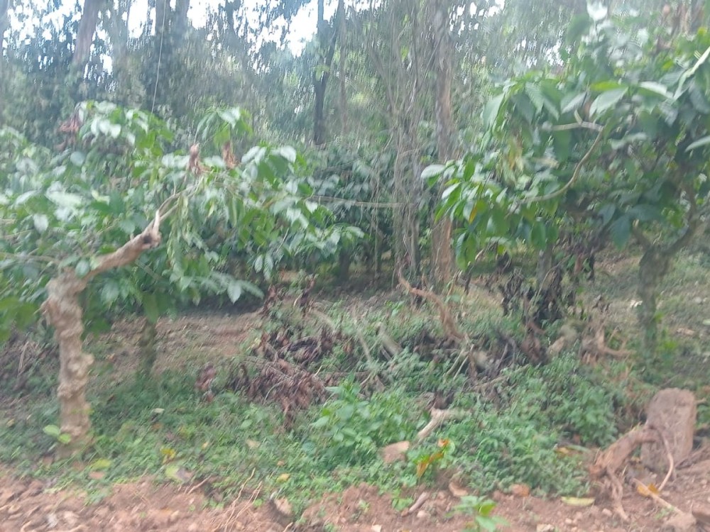 Coffee Plantation for Sale in Meenangadi, Wayanad 