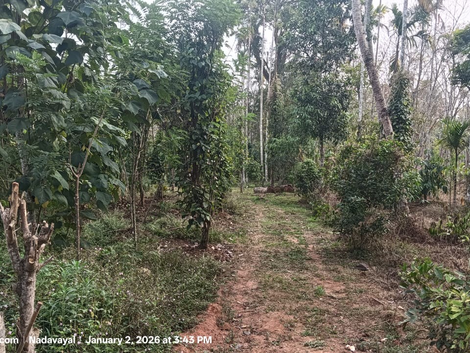 Land for Sale in Nadavayal, Wayanad 