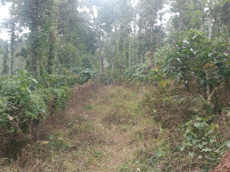 Land for Sale in Kalpetta, Wayanad 