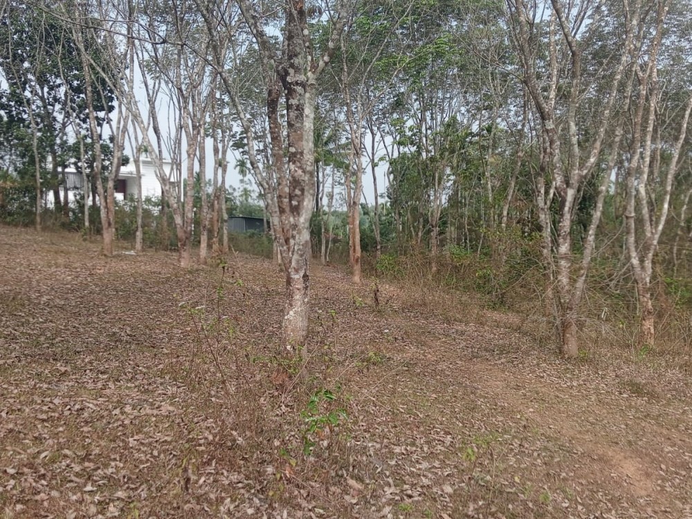 Prime Residential Land for Sale in Meenangadi, Wayanad 