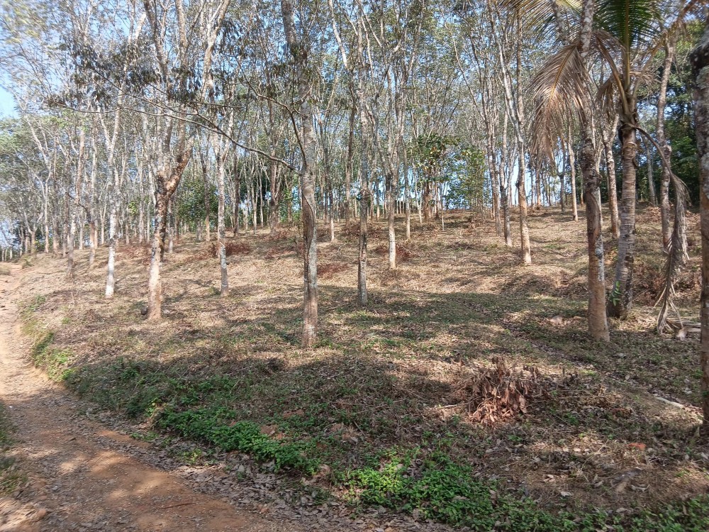 Mountain View Land for Sale in Padinjarathara, Wayanad 