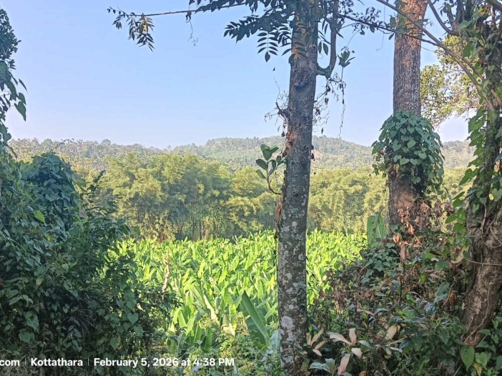  Land with an Old House for Sale in Vellamunda, Wayanad 