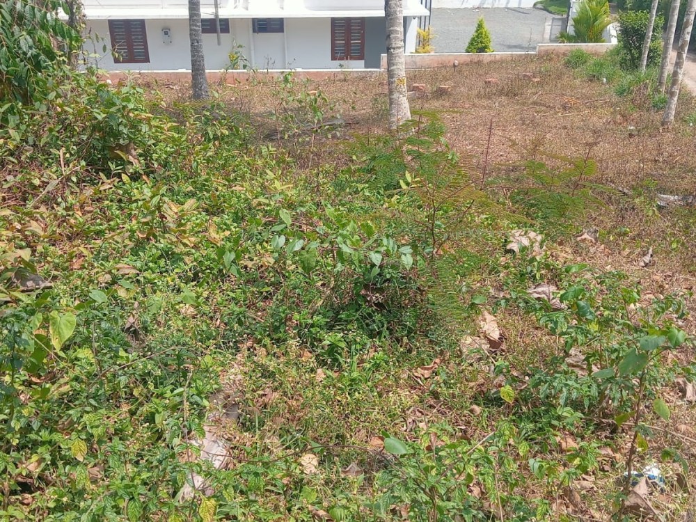 Road Frontage Plot for Sale in Krishnagiri, Meenangadi, Wayanad