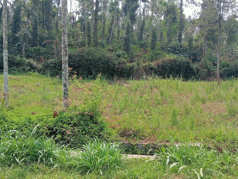 30 Cents of Plot for Sale in Kakkavayal, Vazhavattta, Wayanad 