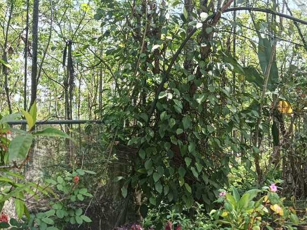 3 BHK House for Sale in Chundakkara, Wayanad