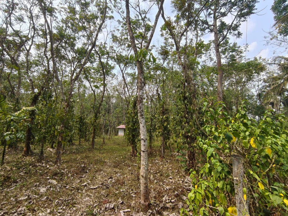 Scenic Land for Sale in Padichira, Wayanad